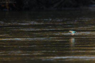 Kingfisher - Martin pescatore (Alcedo atthis)