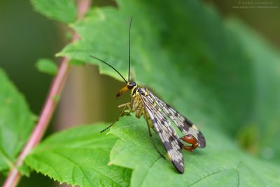MECOPTERA
