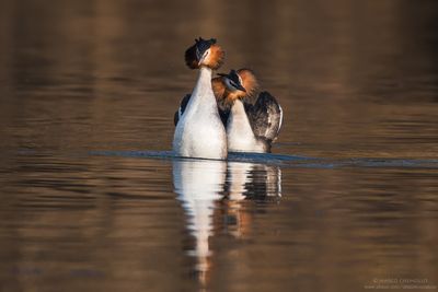 Great Crested Grebe - Svasso maggiore (Podiceps cristatus)