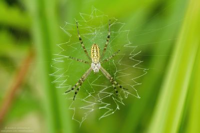 Araneidae