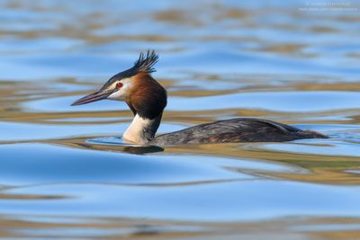 Great Crested Grebe - Svasso maggiore (Podiceps cristatus)