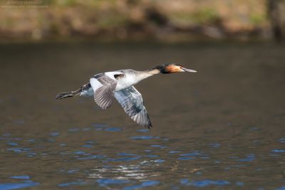 Great Crested Grebe - Svasso maggiore (Podiceps cristatus)