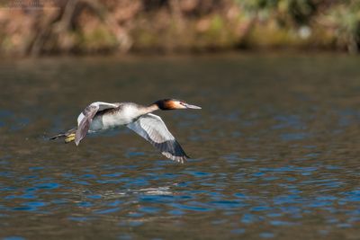 Great Crested Grebe - Svasso maggiore (Podiceps cristatus)