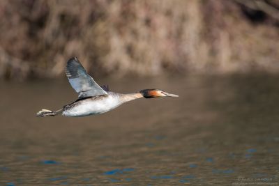 Great Crested Grebe - Svasso maggiore (Podiceps cristatus)