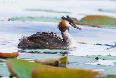 Great Crested Grebe - Svasso maggiore (Podiceps cristatus)