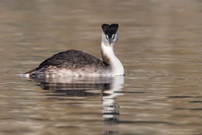 Great Crested Grebe - Svasso maggiore (Podiceps cristatus)