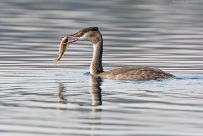 Great Crested Grebe - Svasso maggiore (Podiceps cristatus)