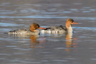 Red-brested Merganser - Smergo minore (Mergus serrator)