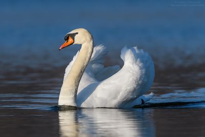 Mute Swan - Cigno Reale (Cygnus olor)