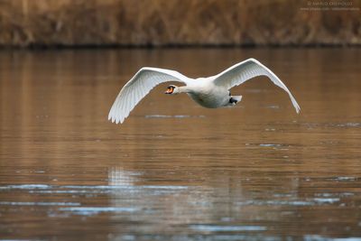 Mute Swan - Cigno Reale (Cygnus olor)