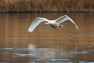 Mute Swan - Cigno Reale (Cygnus olor)