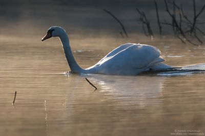 Mute Swan - Cigno Reale (Cygnus olor)