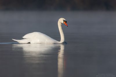 Mute Swan - Cigno Reale (Cygnus olor)