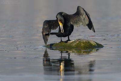Great Cormorant - Cormorano (Phalacrocorax carbo sinensis)