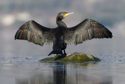 Great Cormorant - Cormorano (Phalacrocorax carbo sinensis)