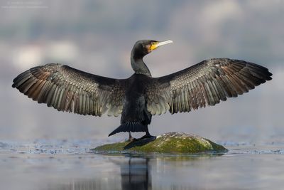 Great Cormorant - Cormorano (Phalacrocorax carbo sinensis)