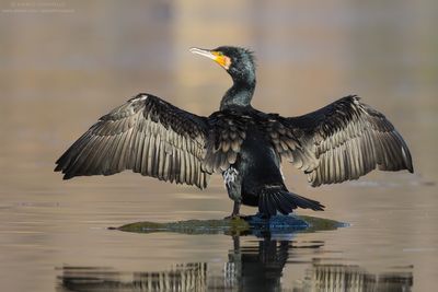 Great Cormorant - Cormorano (Phalacrocorax carbo sinensis)
