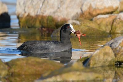 Coot - Folaga (Fulica atra)