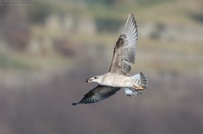 Yellow-legged Gull - Gabbiano reale (Larus michahellis)