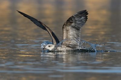 Yellow-legged Gull - Gabbiano reale (Larus michahellis)