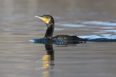 Great Cormorant - Cormorano (Phalacrocorax carbo sinensis)