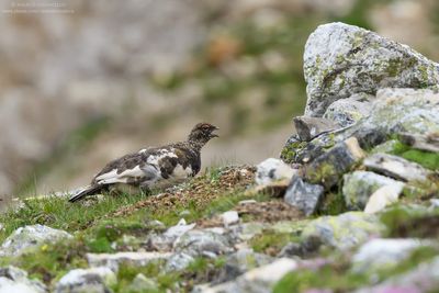 Alpine ptarmigan - Pernice bianca alpina (Lagopus muta helvetica)