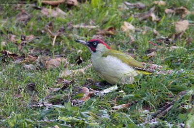 Picus viridis