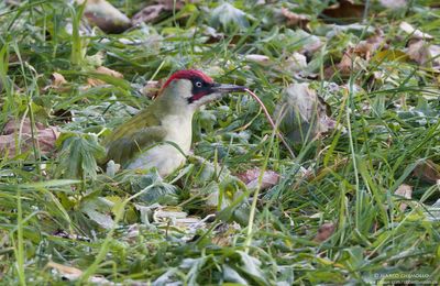 Picus viridis