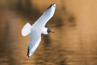 Black-headed Gull - Gabbiano Comune (Chroicocephalus ridibundus)