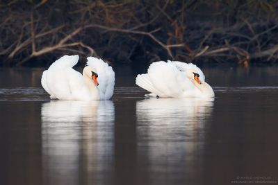 Mute Swan - Cigno Reale (Cygnus olor)