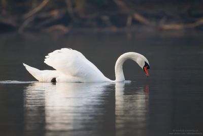 Mute Swan - Cigno Reale (Cygnus olor)