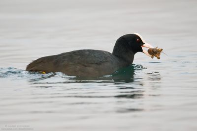 Coot - Folaga (Fulica atra)