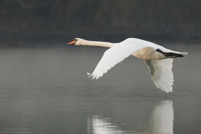 Mute Swan - Cigno Reale (Cygnus olor)