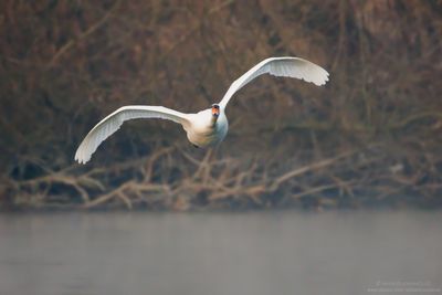Mute Swan - Cigno Reale (Cygnus olor)