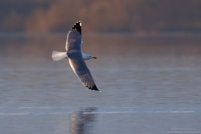 Yellow-legged Gull - Gabbiano reale (Larus michahellis)