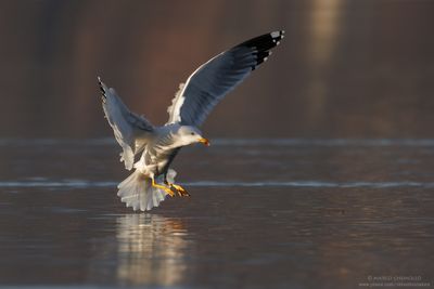 Yellow-legged Gull - Gabbiano reale (Larus michahellis)