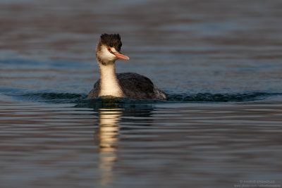 Great Crested Grebe - Svasso maggiore (Podiceps cristatus)