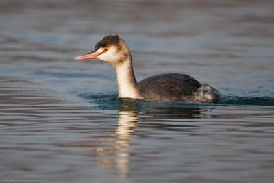 Great Crested Grebe - Svasso maggiore (Podiceps cristatus)