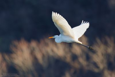 Casmerodius albus