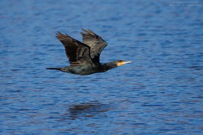 Great Cormorant - Cormorano (Phalacrocorax carbo sinensis)