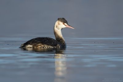 Podiceps cristatus