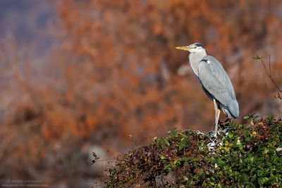 Grey Heron - Airone Cenerino (Ardea cinerea)