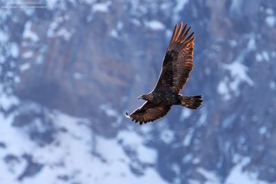Golden eagle - Aquila reale (Aquila chrysaetos)