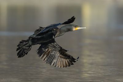 Great Cormorant - Cormorano (Phalacrocorax carbo sinensis)