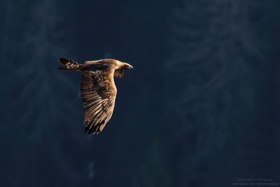 Golden eagle - Aquila reale (Aquila chrysaetos)