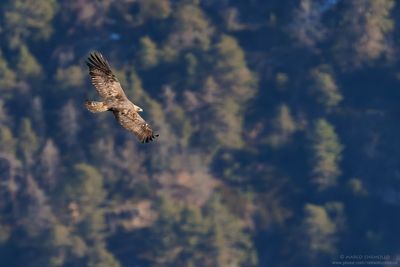 Golden eagle - Aquila reale (Aquila chrysaetos)
