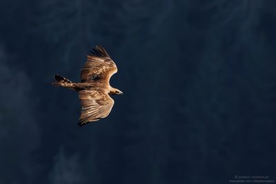 Golden eagle - Aquila reale (Aquila chrysaetos)