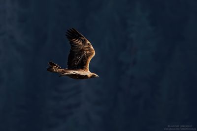 Golden eagle - Aquila reale (Aquila chrysaetos)