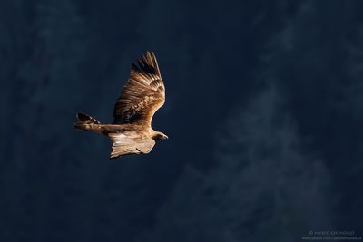 Golden eagle - Aquila reale (Aquila chrysaetos)