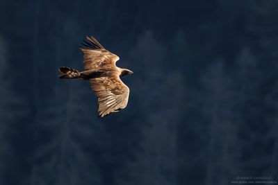 Golden eagle - Aquila reale (Aquila chrysaetos)